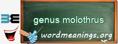 WordMeaning blackboard for genus molothrus